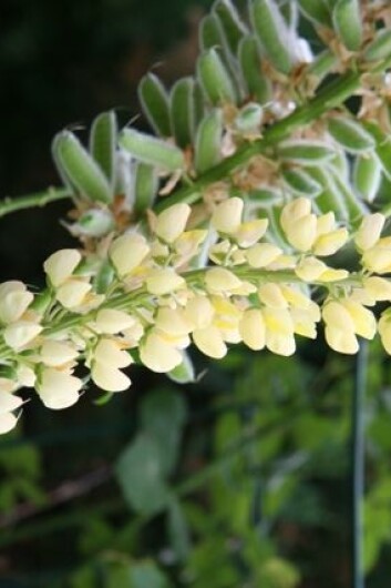 Lupin inneholder proteiner som er så like peanøttproteinene at de kan utløse samme allergiske reaksjon (kryssreaksjon) hos peanøttallergikere. (Foto: Hanne Mari Jordsmyr) Lupin inneholder proteiner som er så like peanøttproteinene at de kan utløse samme allergiske reaksjon (kryssreaksjon) hos peanøttallergikere. (Foto: Hanne Mari Jordsmyr)
