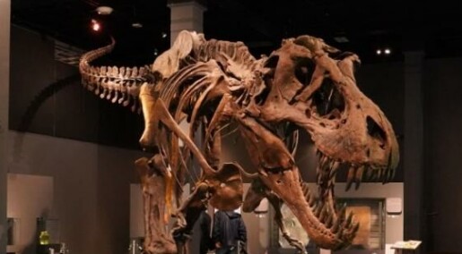 Slik pakker de opp en dinosaurus Slik pakker de opp en dinosaurus