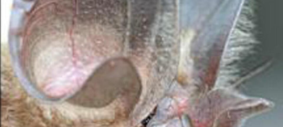En Bourret's hesteskonese-flaggermus (Rhinolophus paradoxolophus), med sin karakteristiske store nese. den har et løvliknende flak med hud som stikker ut. (Foto: Rolf Mueller, Virginia Tech)