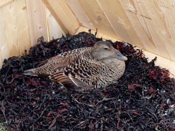 Rugende ærfuglhunn. (Foto: Thomas Holm Carlsen) Rugende ærfuglhunn. (Foto: Thomas Holm Carlsen)