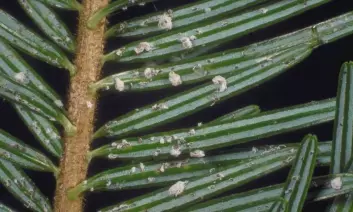 Den sibirske edelgranlusa suger bare på nålene og produserer voksull som de gjemmer seg under. (Foto: Skog og landskap)