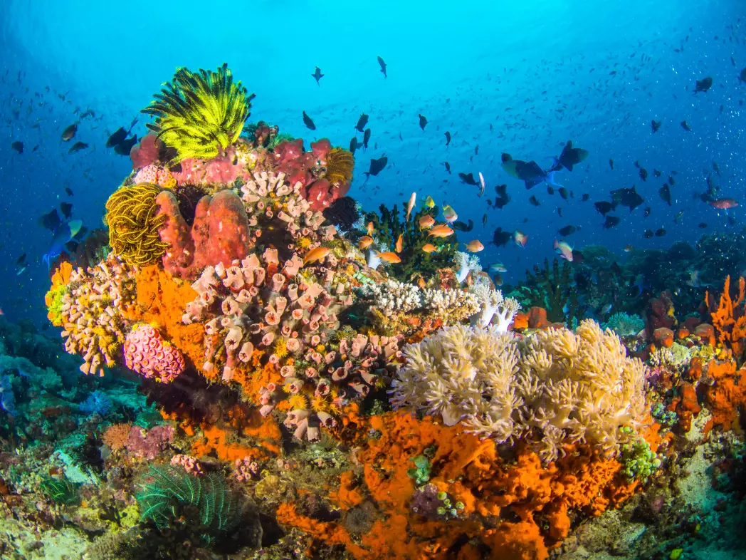 Korallrevene er et økosystem som vil bli hardt rammet av klimaendringer, selv ved lav temperaturøkning.