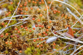 Frosttorvmose (Sphagnum olafii) med rikelig med sporofytter. Observasjoner av torvmoser med sporofytter er svært sjelden så langt nord og er for eksempel ikke kjent fra Svalbard. (Foto: Kristian Hassel) Frosttorvmose (Sphagnum olafii) med rikelig med sporofytter. Observasjoner av torvmoser med sporofytter er svært sjelden så langt nord og er for eksempel ikke kjent fra Svalbard. (Foto: Kristian Hassel)