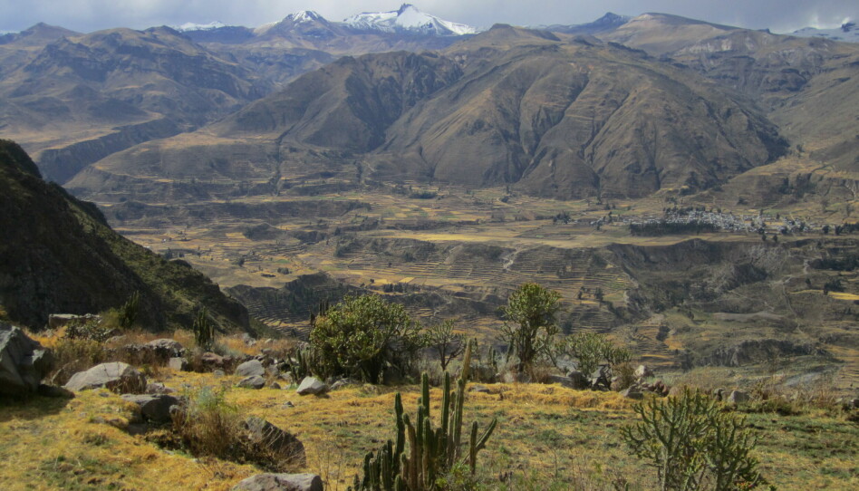 The landscape in the Colca Valley is characterised by webs of canals on steep slopes. Here is the village of Lari with snow-capped mountain peaks in the background.