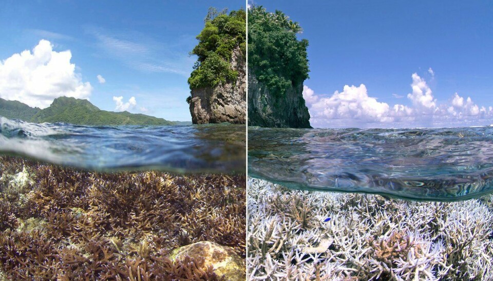 Coral reef in American Samoa in the South Pacific, before and after bleaching. Coral bleaching and mortality is one of the consequences of marine heatwaves.