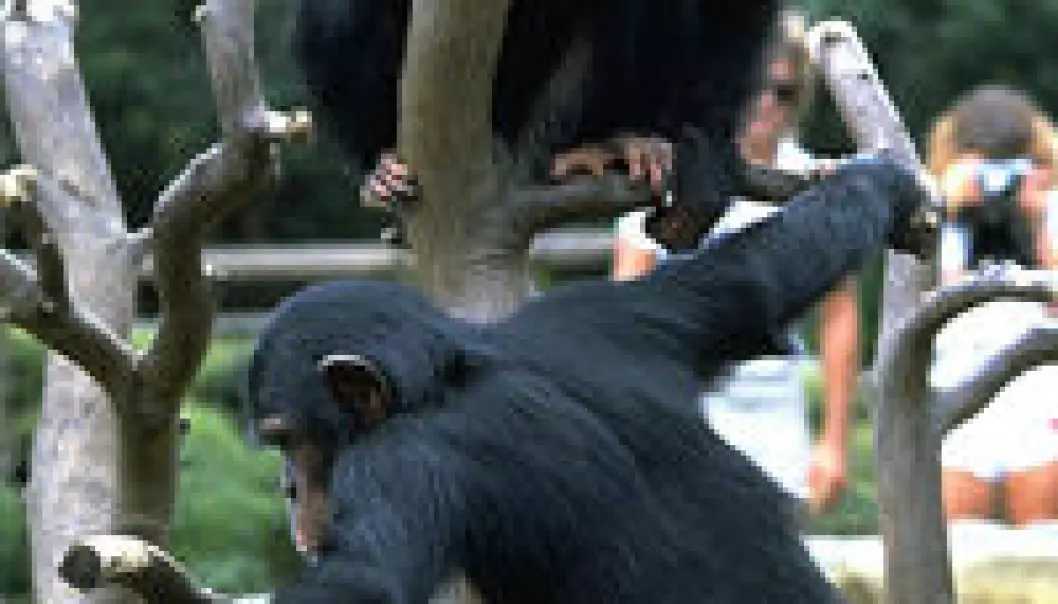 Sjimpansen gir blanke i sin neste
