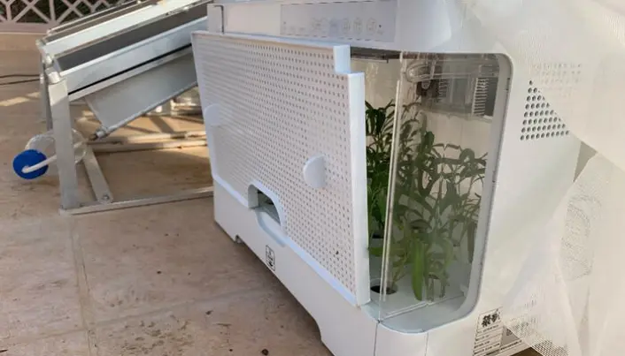 Vannspinaten fikk tilpasset miljø i en planteboks. Vannspinaten fikk tilpasset miljø i en planteboks.