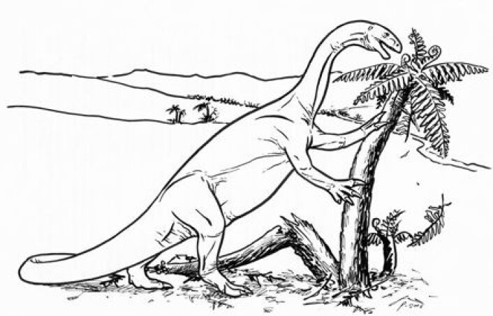 "Plateosaurus var den første planteeteren som spesialiserte seg på å spise plantedeler som vokste høyt." "Plateosaurus var den første planteeteren som spesialiserte seg på å spise plantedeler som vokste høyt."