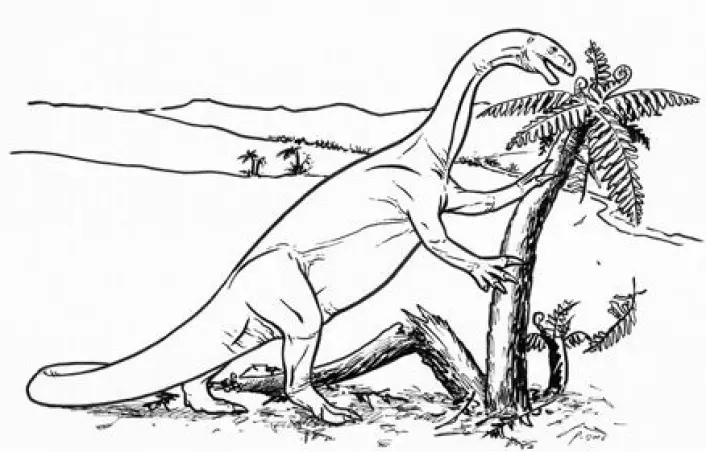 "Plateosaurus var den første planteeteren som spesialiserte seg på å spise plantedeler som vokste høyt."