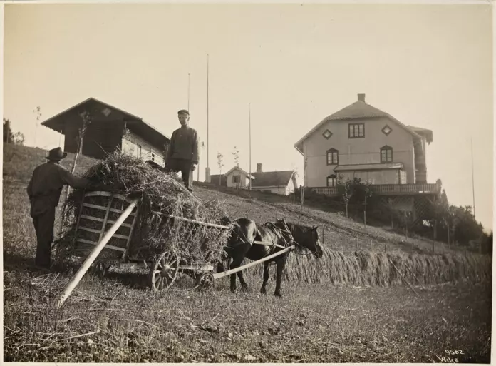 Farming was hard work in Norway and women’s contribution was valued. This photo is from Gausdal, Norway in 1908.