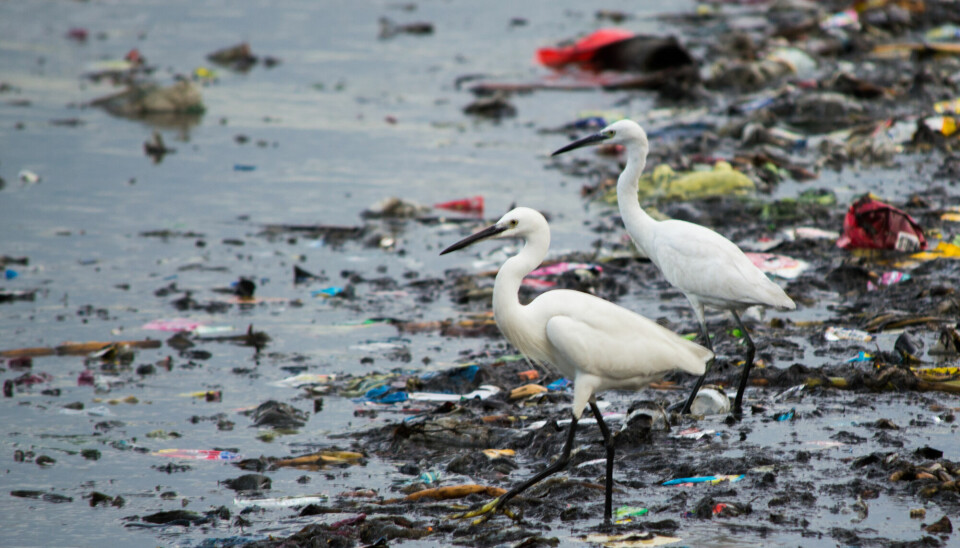 Nå vil FN-landene jobbe mot plastforurensing.