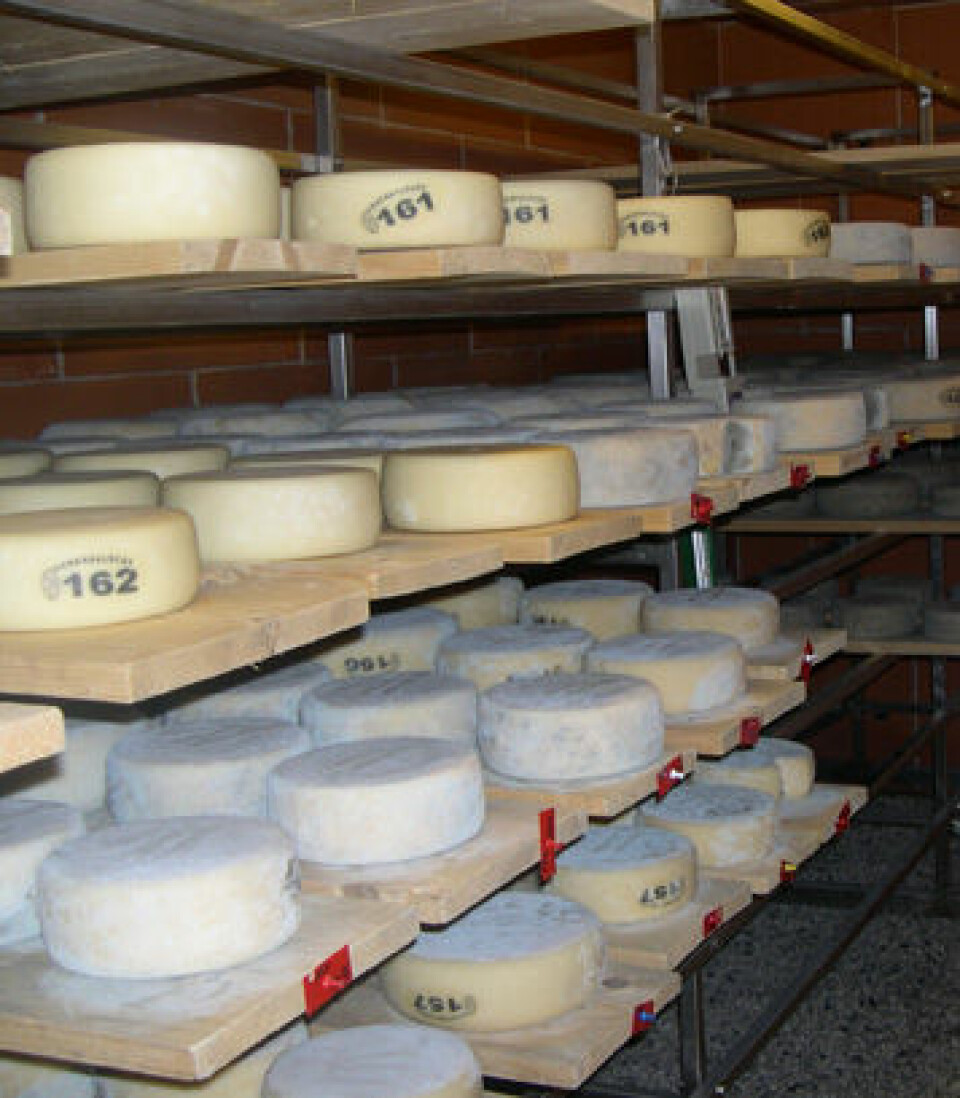 Ostene ligger til modning på hyller av tre. Modning av ost er en prosess hvor både bakterier og muggsopp er viktig for å oppnå riktig smak og konsistens. (Foto: Elin Bekvik Sunde)