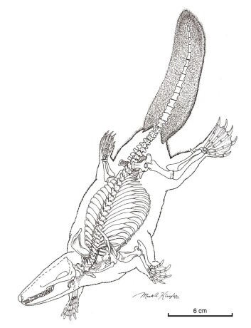 "Rekonstruksjon skjelettet til Castorocauda lutrasimilis. Illustasjon ved Mark A. Klingler, CMNH." "Rekonstruksjon skjelettet til Castorocauda lutrasimilis. Illustasjon ved Mark A. Klingler, CMNH."