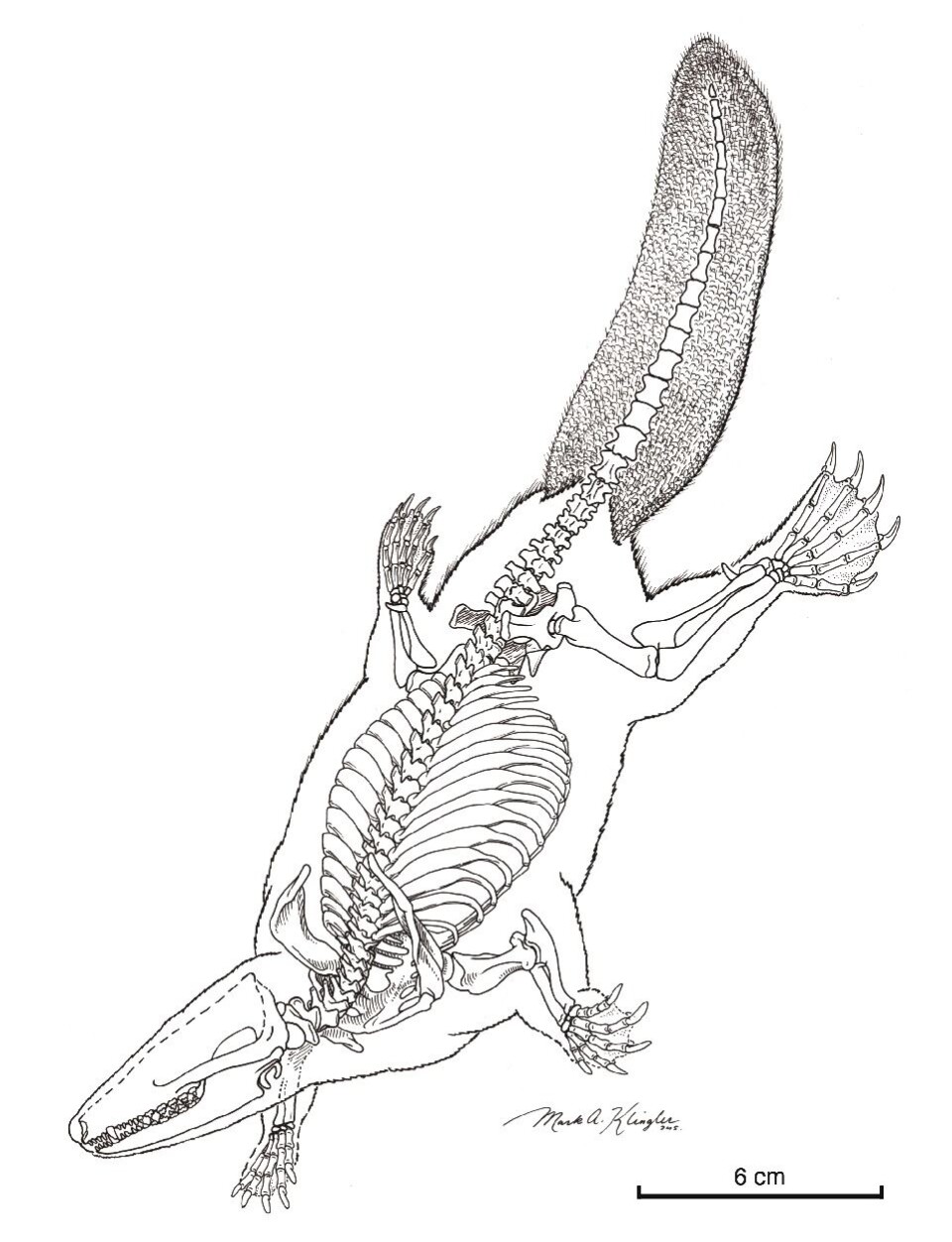 'Rekonstruksjon skjelettet til Castorocauda lutrasimilis. Illustasjon ved Mark A. Klingler, CMNH.'