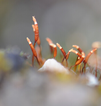 Torntustmose (Tortula mucronifolia) med sine karakteristiske sporehus. (Foto: Kristian Hassel) Torntustmose (Tortula mucronifolia) med sine karakteristiske sporehus. (Foto: Kristian Hassel)