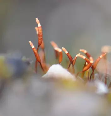 Torntustmose (Tortula mucronifolia) med sine karakteristiske sporehus. (Foto: Kristian Hassel)