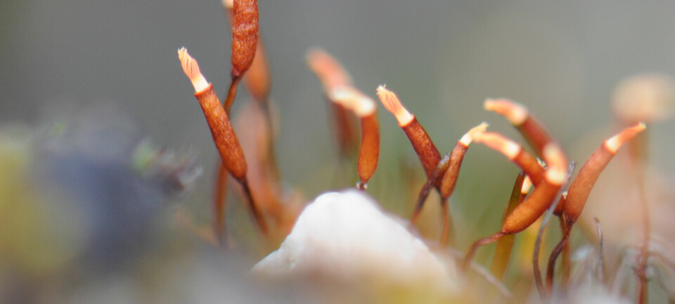 Torntustmose (Tortula mucronifolia) med sine karakteristiske sporehus. (Foto: Kristian Hassel)