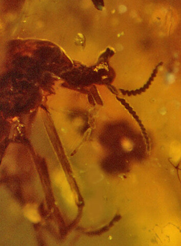 "Enhjørningflua var knøttliten, med en vingelengde på bare 3,2 millimeter. (Foto: George Poinar Jr.)" "Enhjørningflua var knøttliten, med en vingelengde på bare 3,2 millimeter. (Foto: George Poinar Jr.)"