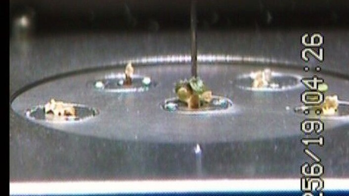 NTNU hadde planter på den Internasjonale romstasjonen i 2007. Nå vil de fortsette eksperimentet, men forsinkes av at USA avslutter romfartsprogrammet sitt i juni. (Foto: NASA / NTNU) NTNU hadde planter på den Internasjonale romstasjonen i 2007. Nå vil de fortsette eksperimentet, men forsinkes av at USA avslutter romfartsprogrammet sitt i juni. (Foto: NASA / NTNU)