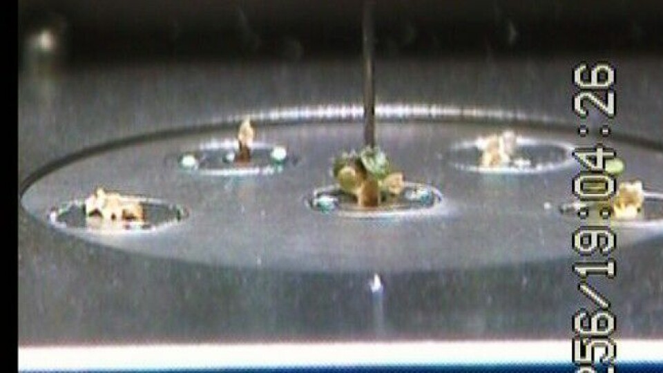 NTNU hadde planter på den Internasjonale romstasjonen i 2007. Nå vil de fortsette eksperimentet, men forsinkes av at USA avslutter romfartsprogrammet sitt i juni. (Foto: NASA / NTNU)