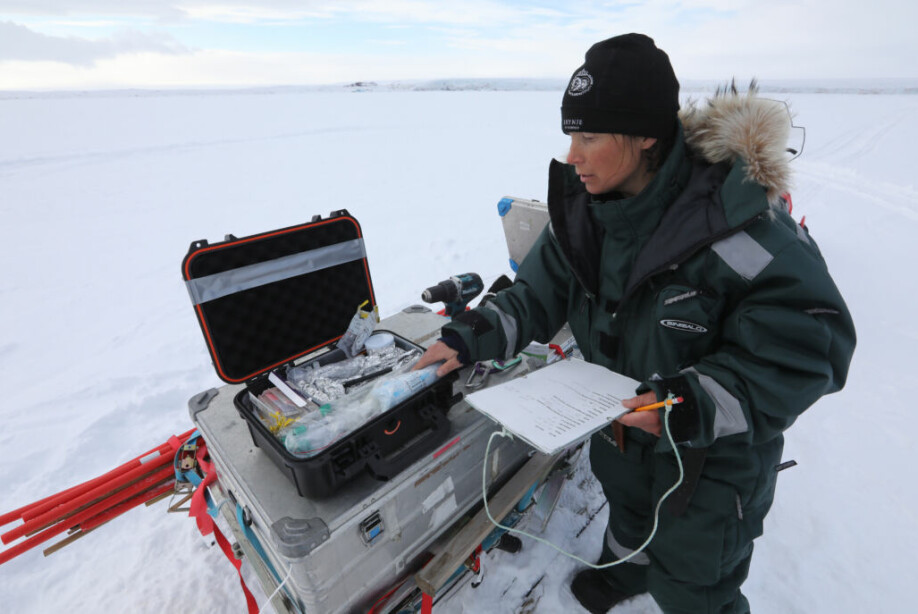 Forsker Heli Routti studerer miljøgifter hos sel på Svalbard.