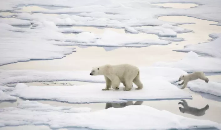 Når isbjørnungene forlater hiet kan de ha over to ganger høyere nivåer av miljøgifter i kroppen enn mora.