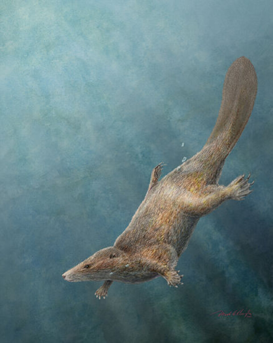 'Bever' på dinosaurenes tid