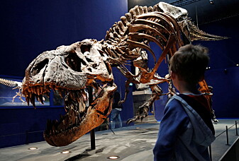 Forskere mener Tyrannosaurus rex egentlig var tre forskjellige dinosaurer
