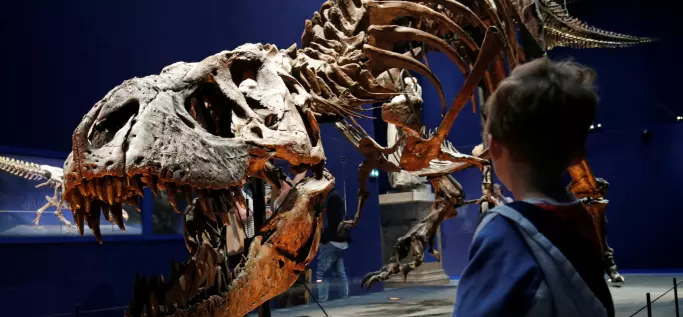 Forskere mener Tyrannosaurus rex egentlig var tre forskjellige dinosaurer