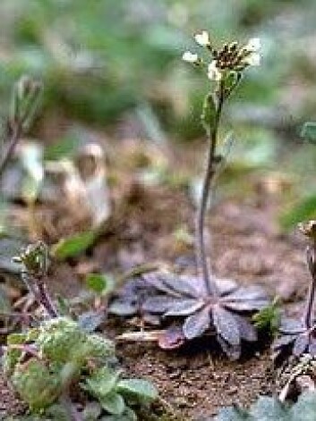 Vårskrinneblomsten er forskernes modellplante. Dersom den kan vokse i verdensrommet, er det grunn til å tro at også større planter kan klare seg. (Foto: NASA / NTNU) Vårskrinneblomsten er forskernes modellplante. Dersom den kan vokse i verdensrommet, er det grunn til å tro at også større planter kan klare seg. (Foto: NASA / NTNU)