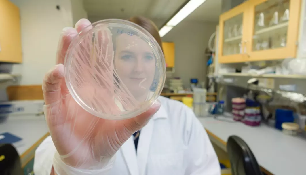 Jónína Gudmundsdottir viser fram en petriskål hvor det vokser bakterier. Hun og kollegaene har funnet ut at en mye brukt kreftmedisin gjør bakterier resistente mot en type antibiotika.