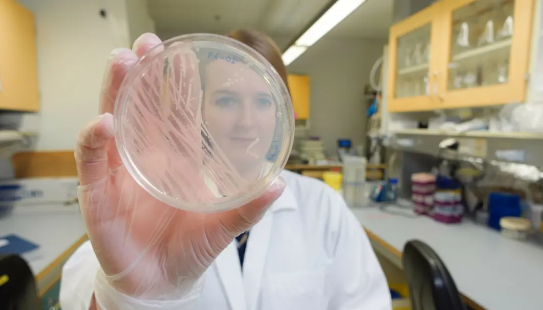 Jónína Gudmundsdottir viser fram en petriskål hvor det vokser bakterier. Hun og kollegaene har funnet ut at en mye brukt kreftmedisin gjør bakterier resistente mot en type antibiotika. Jónína Gudmundsdottir viser fram en petriskål hvor det vokser bakterier. Hun og kollegaene har funnet ut at en mye brukt kreftmedisin gjør bakterier resistente mot en type antibiotika.