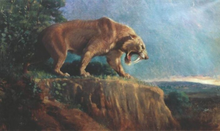 Denne illustrasjonen viser en sabeltannkatt av arten Smilodon fatalis. Bildet er laget på begynnelsen av 1900-tallet, av den amerikanske kunstneren Charles Knight. (Illustrasjon: Charles Knight/American Museum of Natural History/Wikimedia Commons) Denne illustrasjonen viser en sabeltannkatt av arten Smilodon fatalis. Bildet er laget på begynnelsen av 1900-tallet, av den amerikanske kunstneren Charles Knight. (Illustrasjon: Charles Knight/American Museum of Natural History/Wikimedia Commons)
