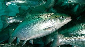 Norsk fiskeoppdrett har «betydelige utfordringer», ifølge ny rapport