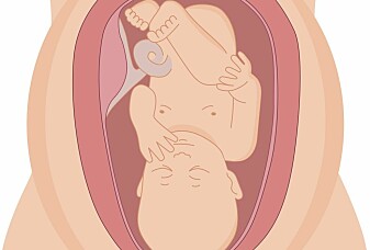 Hvordan får babyer oksygen før de blir født?