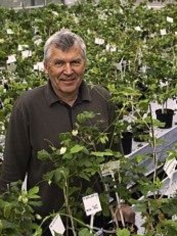 Professor Tor-Henning Iversen leder de norske planteeksperimentene på ISS. (Foto: Per Harald Olsen/NTNU) Professor Tor-Henning Iversen leder de norske planteeksperimentene på ISS. (Foto: Per Harald Olsen/NTNU)