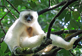 Tett, hvit pels funker som solkrem for denne lemuren