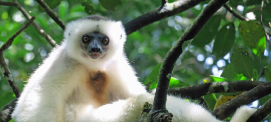 Tett, hvit pels funker som solkrem for denne lemuren