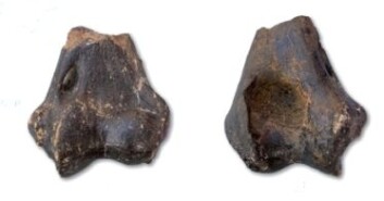 Deler av leggbein fra Homotherium crenatidens. Foto: Natuurhistorisch Museum Rotterdam Deler av leggbein fra Homotherium crenatidens. Foto: Natuurhistorisch Museum Rotterdam