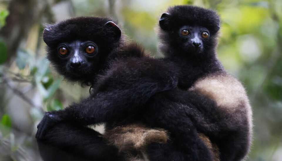 Mørk farge på pelsen kan være lurt for lemurer som bor på kjølige steder.
