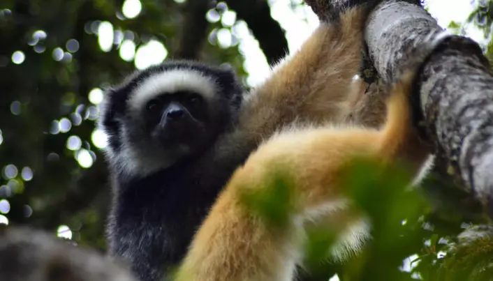 Det finnes omtrent hundre forskjellige lemur-arter. Dette er en diademsifaka.