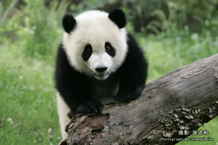 Pandaens gener er kartlagt. (Foto: Zhihe Zhang)