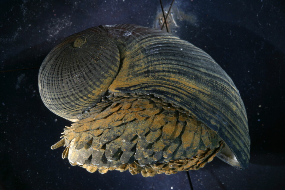 Sneglen Crysomallon squamiferum har et så sterkt skall at selv krabber med grepa klo må gi seg. (Foto: Anders Warén, Naturhistoriska riksmuseet, Stockholm)
