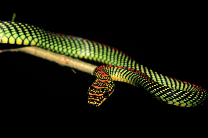 Her ser du den flygende slangen Chrysopelea paradisi. Du kan se flere portretter av denne slangen her. (Foto: Jake Socha) Her ser du den flygende slangen Chrysopelea paradisi. Du kan se flere portretter av denne slangen her. (Foto: Jake Socha)
