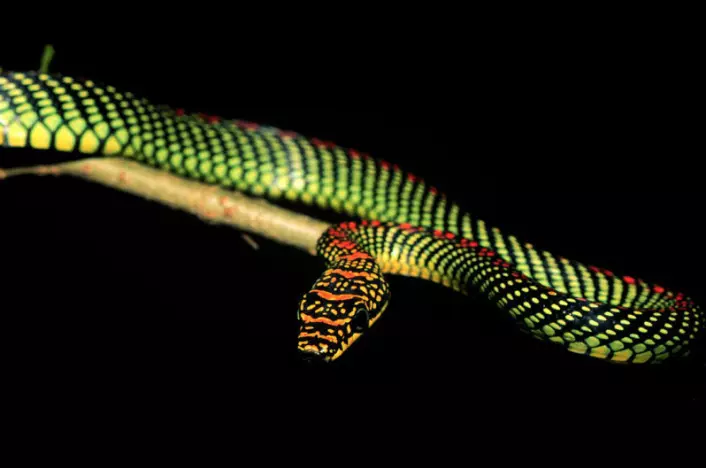 Her ser du den flygende slangen Chrysopelea paradisi. Du kan se flere portretter av denne slangen her. (Foto: Jake Socha)