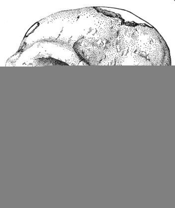"Hodeskalle tilhørende en neandertaler, som hadde større hjerne enn oss." "Hodeskalle tilhørende en neandertaler, som hadde større hjerne enn oss."