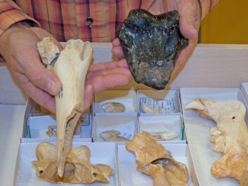 Sammenliging med knokler fra andre kattedyr måtte til før forskerne fastslo at det var snakk om deler fra en Homotherium crenatidens. Foto: Natuurhistorisch Museum Rotterdam Sammenliging med knokler fra andre kattedyr måtte til før forskerne fastslo at det var snakk om deler fra en Homotherium crenatidens. Foto: Natuurhistorisch Museum Rotterdam
