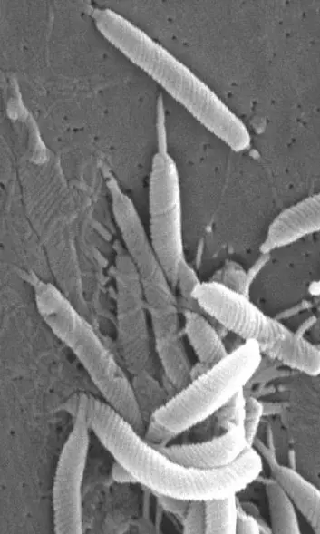 "Forskerne samlet Helicobacter pylori-prøver fra folk rundt omkring i Stillehavet for å finne ut hvordan områdene ble befolket. (Foto: Wikimedia Commons)"