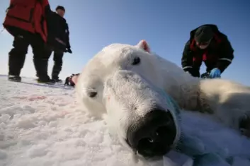 Professor Øystein Wiig har nylig merket 15 isbjørn mellom Grønland og Canada, for å vite hvordan isbjørnene vandrer, hvor stedbundne de er og hva som skjer om isen smelter. (Foto: Øystein Wiig/UiO)