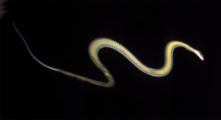 Den flygende slangen Chrysopelea paradisi sett fra undersiden. Den ser ganske flat ut, men med noen synlige klumper. Den første klumpen er hjertet, og de andre små klumpene lenger nede er uidentifiserte, sannsynligvis mat i forskjellige fordøyingsstadier. Du kan se flere bilder av slager i svevet her. (Foto: Jake Socha) Den flygende slangen Chrysopelea paradisi sett fra undersiden. Den ser ganske flat ut, men med noen synlige klumper. Den første klumpen er hjertet, og de andre små klumpene lenger nede er uidentifiserte, sannsynligvis mat i forskjellige fordøyingsstadier. Du kan se flere bilder av slager i svevet her. (Foto: Jake Socha)
